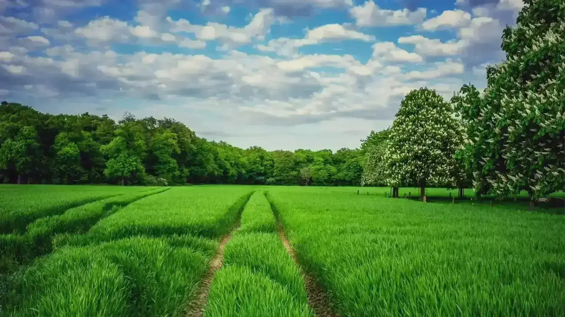 Education Foundation